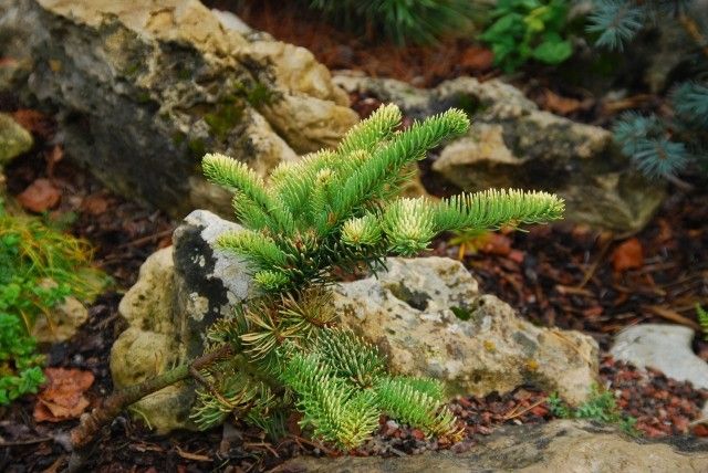 Abies procera Golden Needls