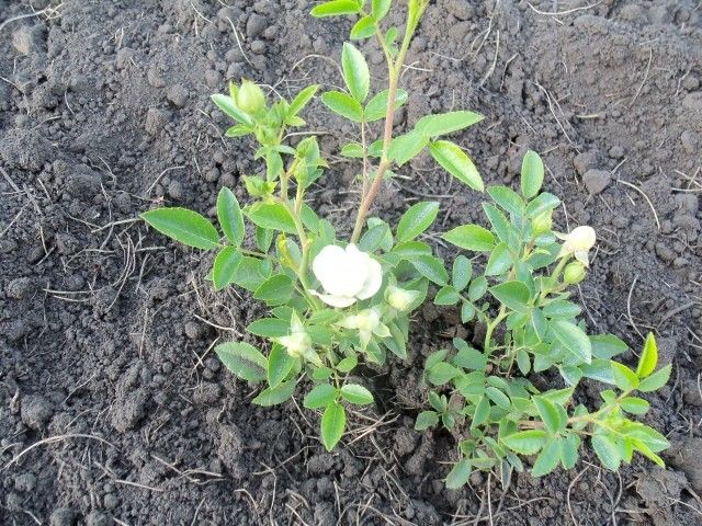 Изображение 117