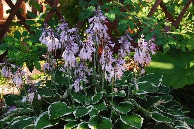 Hosta Francee цветы