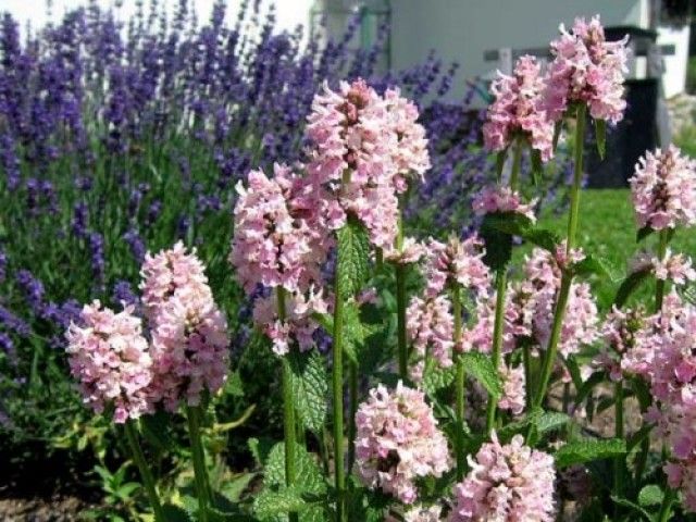 Stachys monieri Rosea