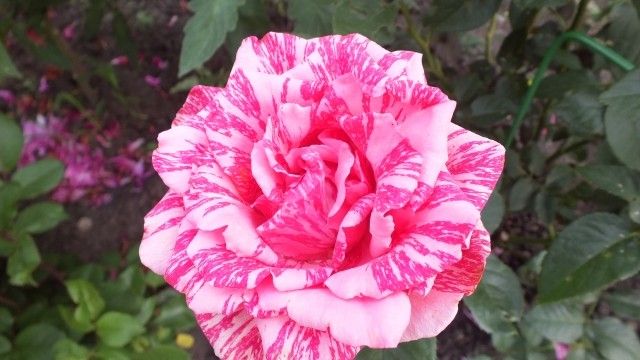 DSCF0267