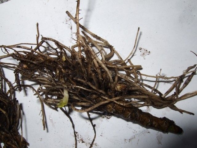 2012 0307 флокс Orange Perfection форум