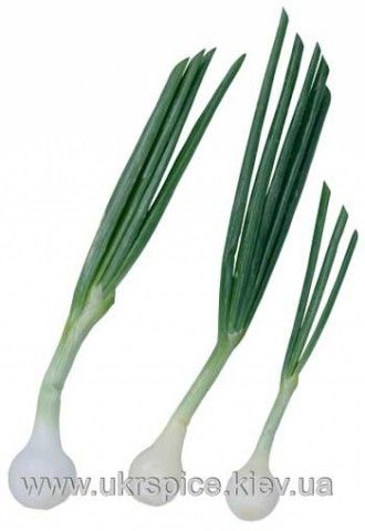 onion7