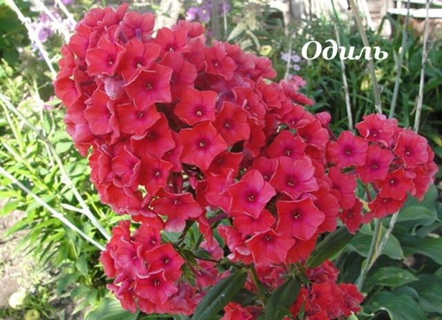 Одиль копия