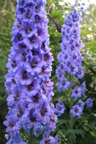 дельф Сиреневая Спираль 1