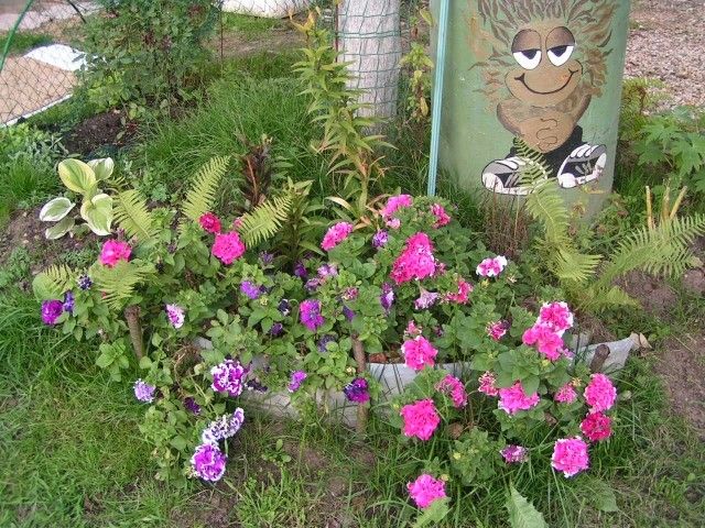 петуньки у кузьки