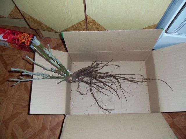 Изображение 002