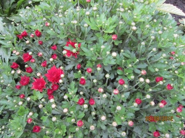 IMG 2519