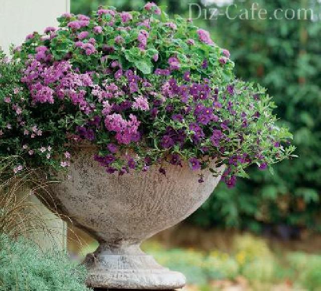 verbena