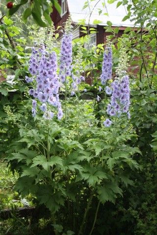 дельфиниум Сиреневая Спираль