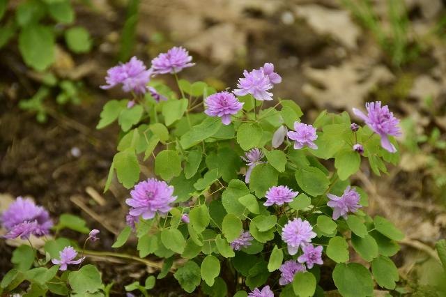 Anemonella thalictroides Shoaffs double pink