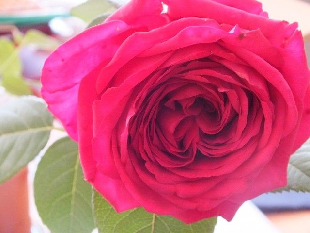 La Rose Des4 Vents  2