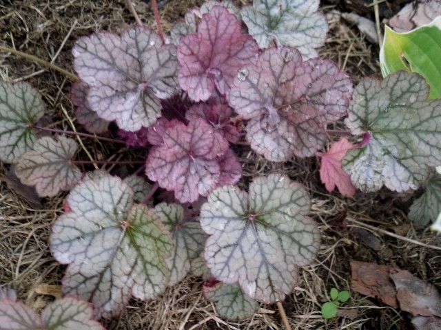 гейхера Morning Star