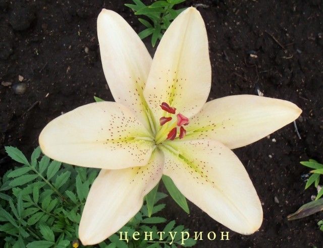 Изображение 006