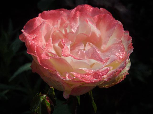 DSCN0625