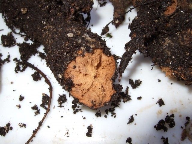 2011 0521 сгнивший Do Tell