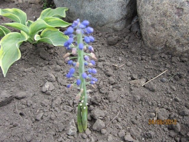 Мускарь опоздавший