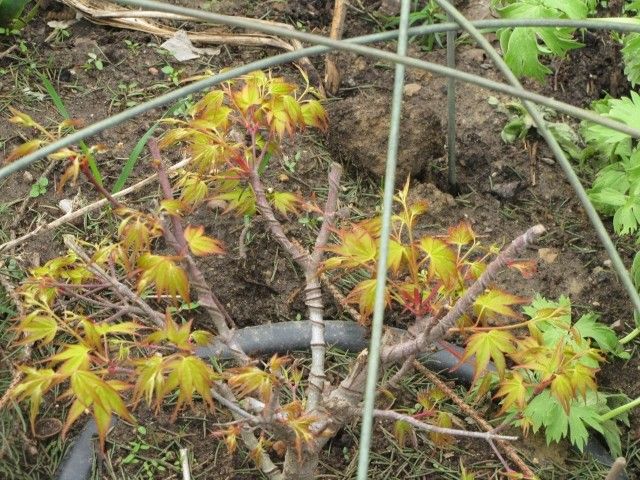 Acer palmatum  Katsura  2