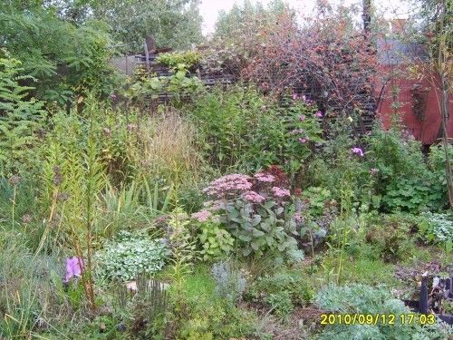 Кустарник с красными ягодами