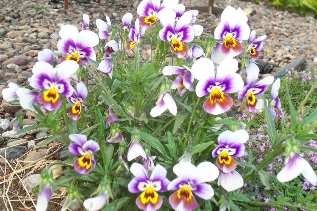 Изображение 069