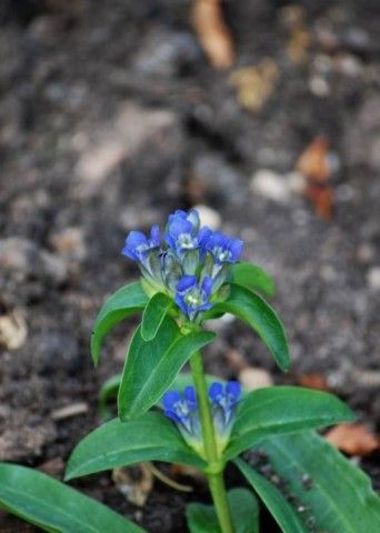 Gentiana whittallii