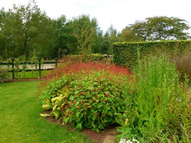 Persicaria amplex  J S  Caliente2