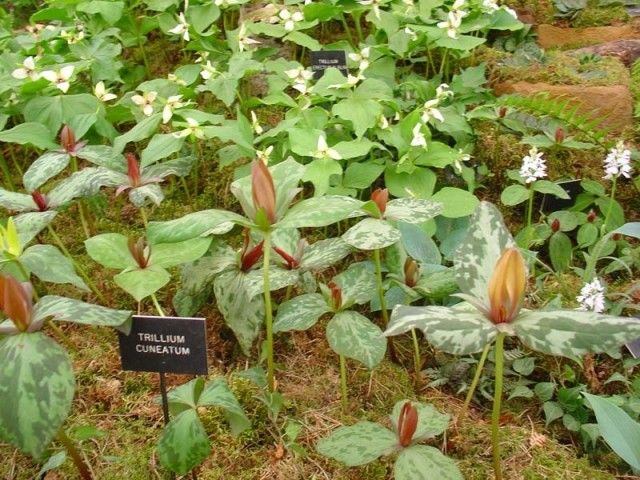 Trillium cuneatum