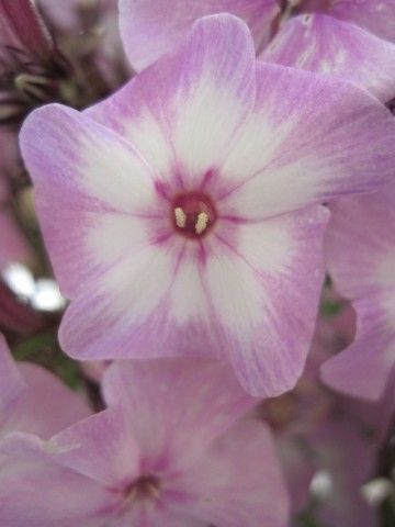 Pink Lady