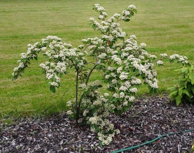 Cotoneaster lacteus A