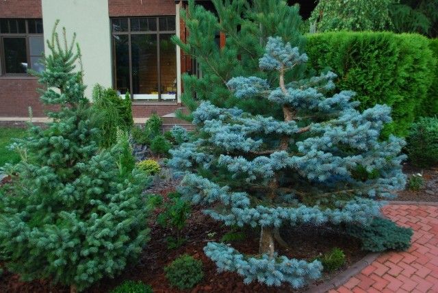 Picea pungens Птица Picea omorika Zuckerhut