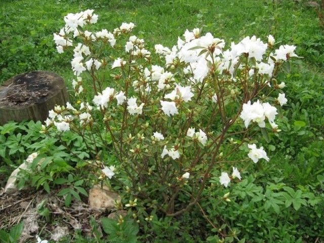 рододендрон даурский