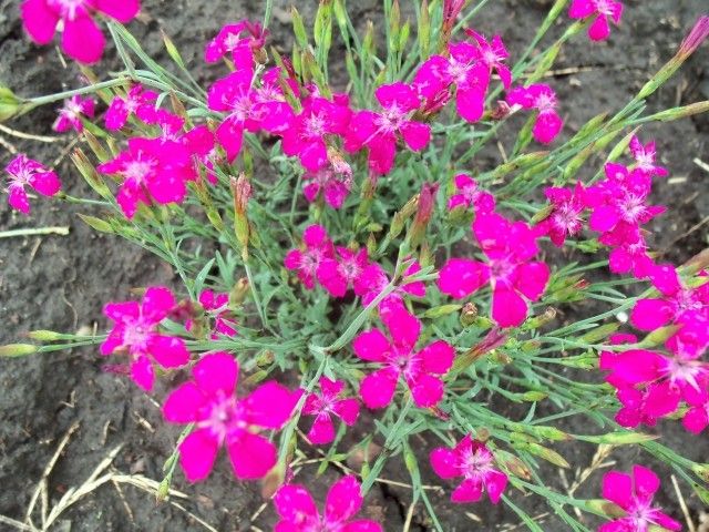 Изображение 045