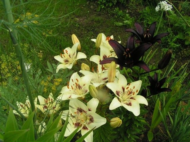 Centerfold и Ландини