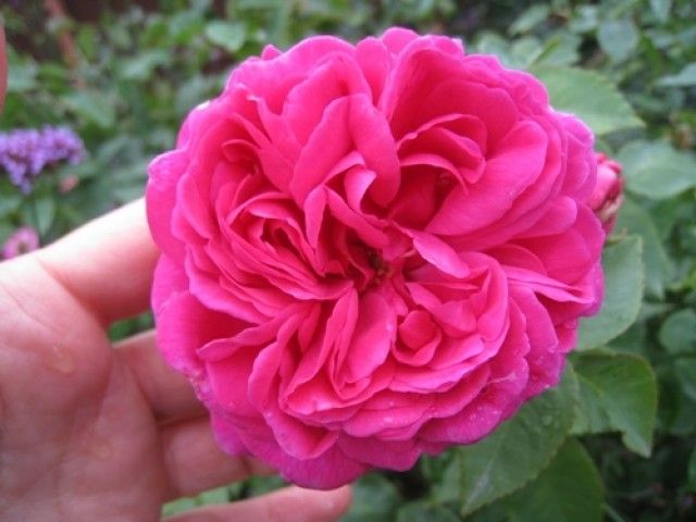 Madame Isaac Pereire  3