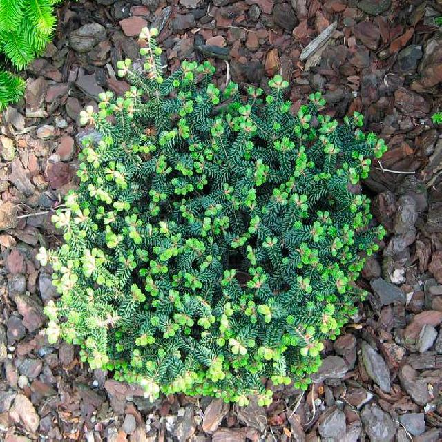Abies balsamea Kiwi
