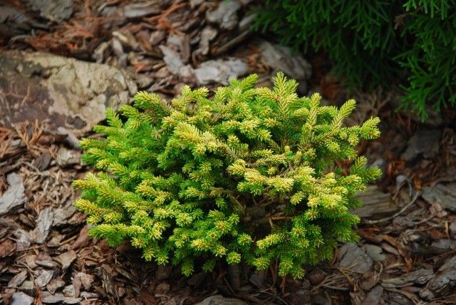 Picea orientalis Tom Thumb Gold 2011 год
