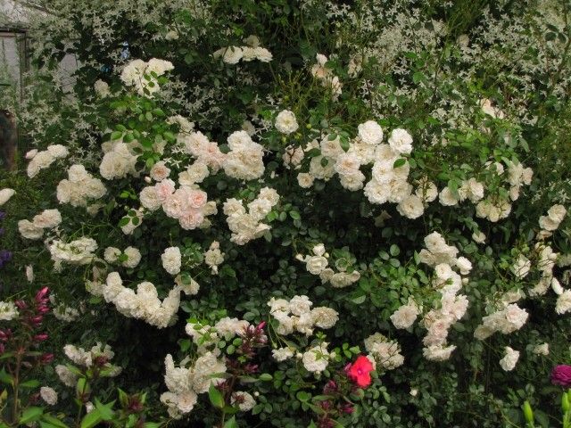 IMG 3853