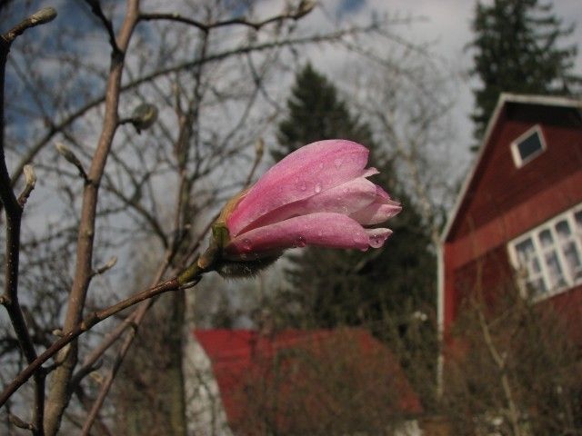Магнолия Лебнера Леонардо Мессел