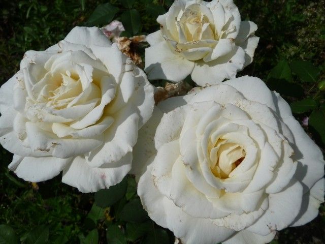 P1050055