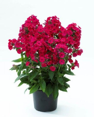 2356 Phlox Red Flame