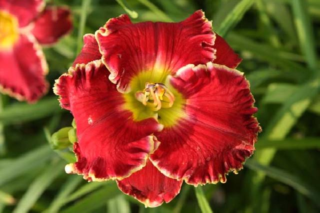 АЛЫЕ ПАРУСА