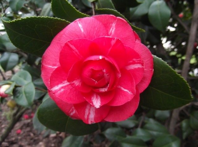 DSCF0406