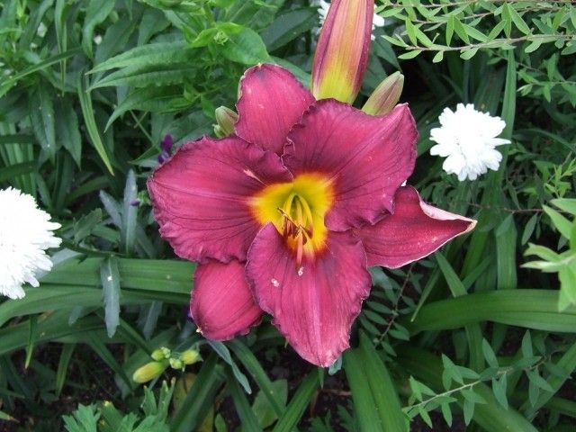 DSCF5437