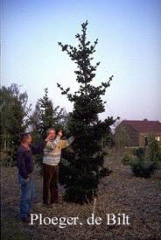 Picea abies Lombartsii