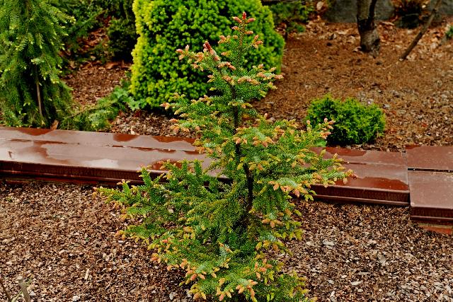 Picea omorika Roter Austrieb   июнь