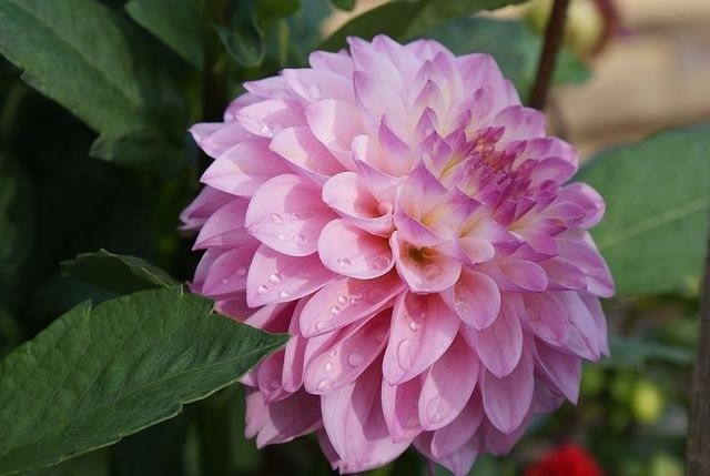 Принцесса Лютиция