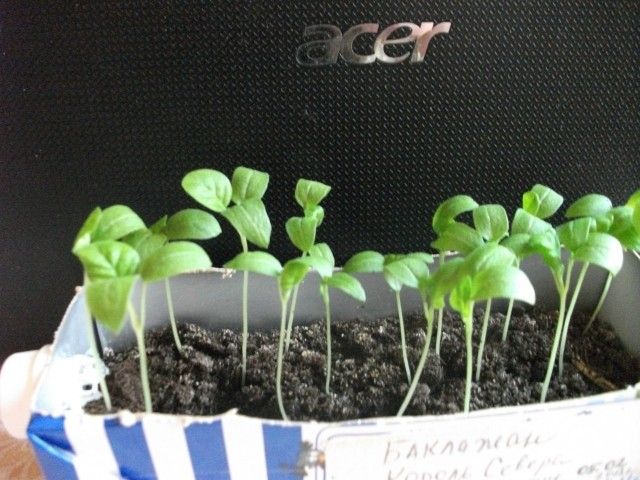 DSCF2566