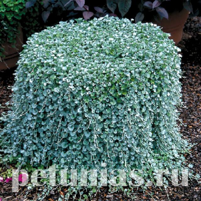 dichondra silver falls1