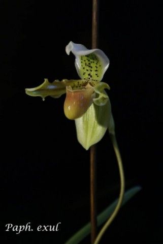 33290 536x800 exuljpgr 1