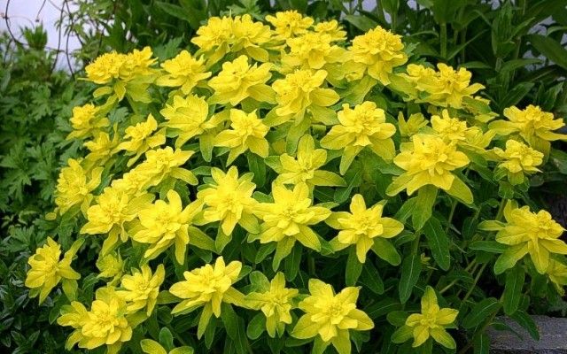 wilczomlecz zlocisty euphorbia polychroma 2981